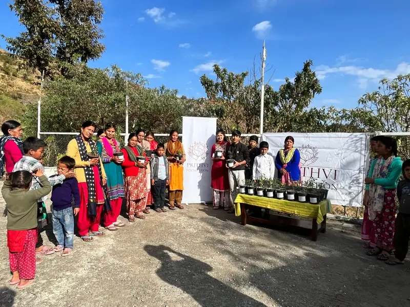 Tulsi Plant Distribution